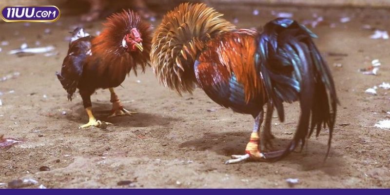 3 sảnh cược chọi gà ăn khách nhất tại thương hiệu